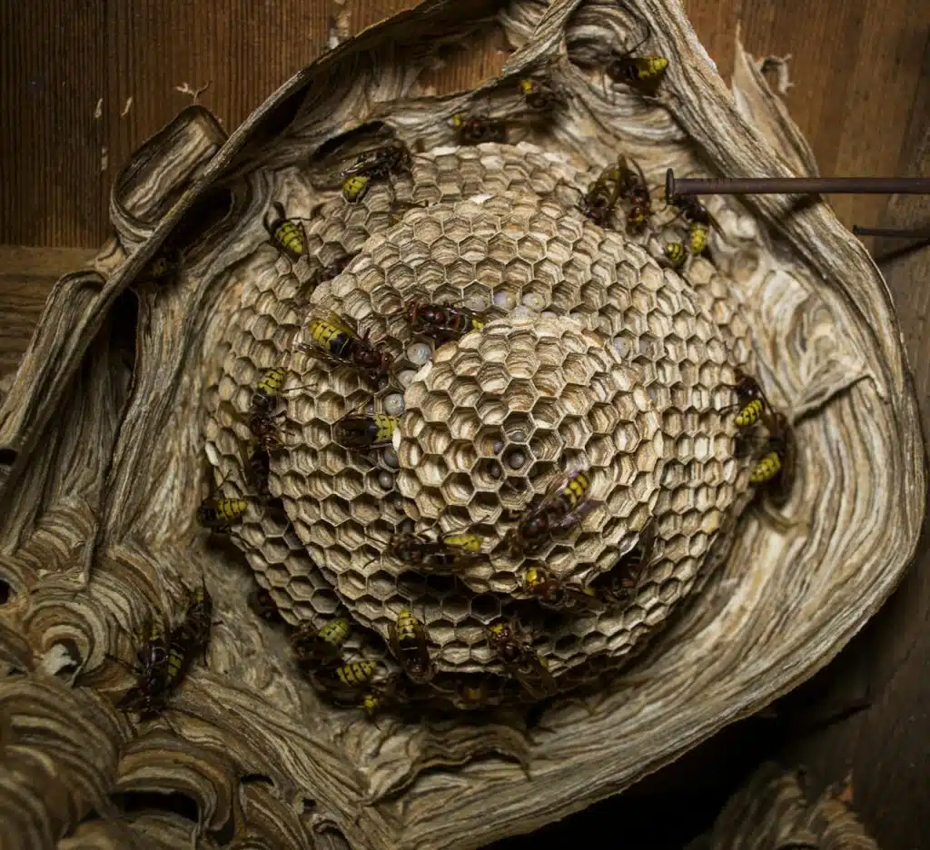 AbouHoney nid-d-abeilles-cheminee-1024x936 Comment Gérer un Nid d'Abeilles dans une Cheminée : Solutions Professionnelles et Tarifs  